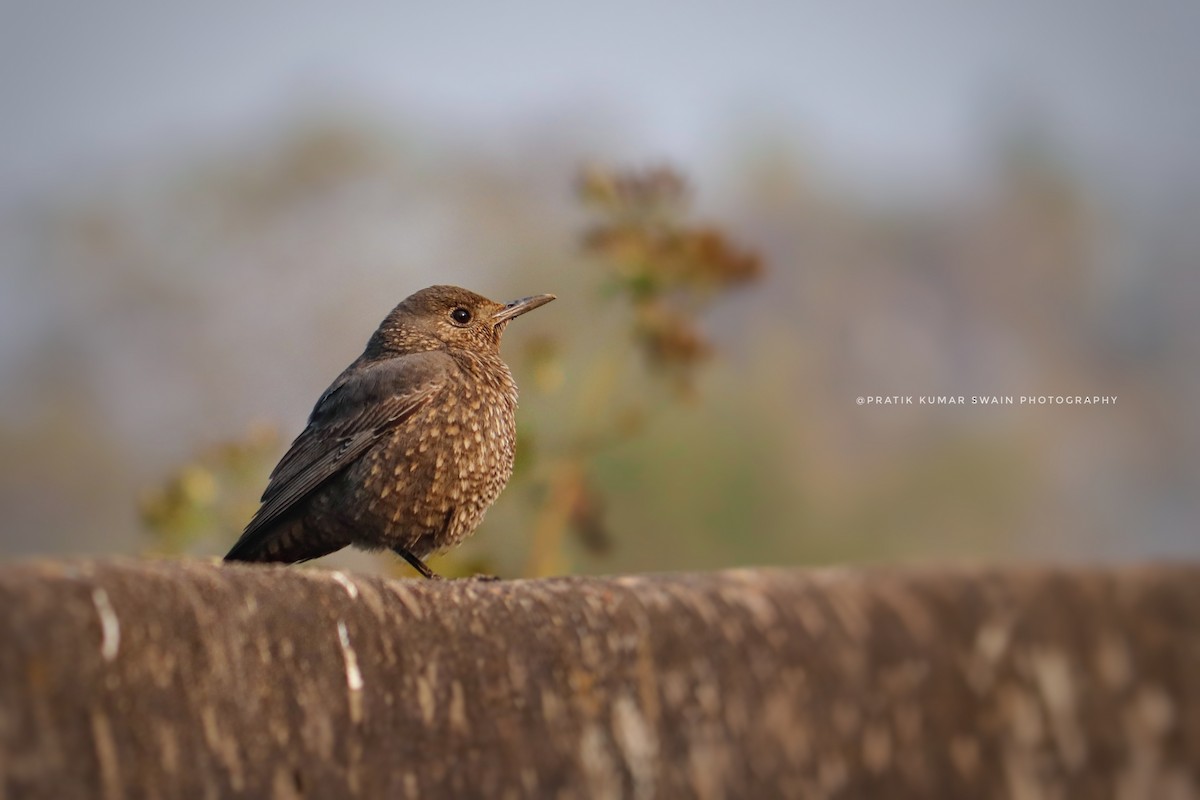 Blue Rock-Thrush - ML338981971