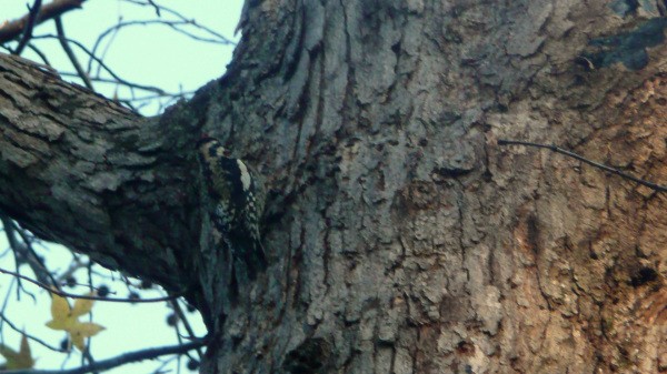 Yellow-bellied Sapsucker - ML33898211