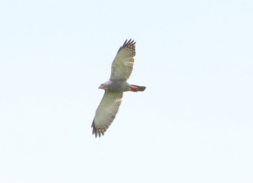 Lizard Buzzard - ML338982851