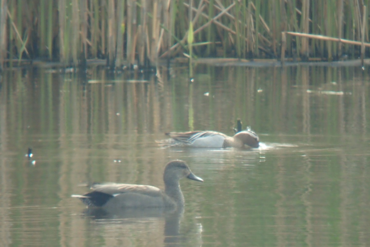 Garganey - Philip Steinhoff