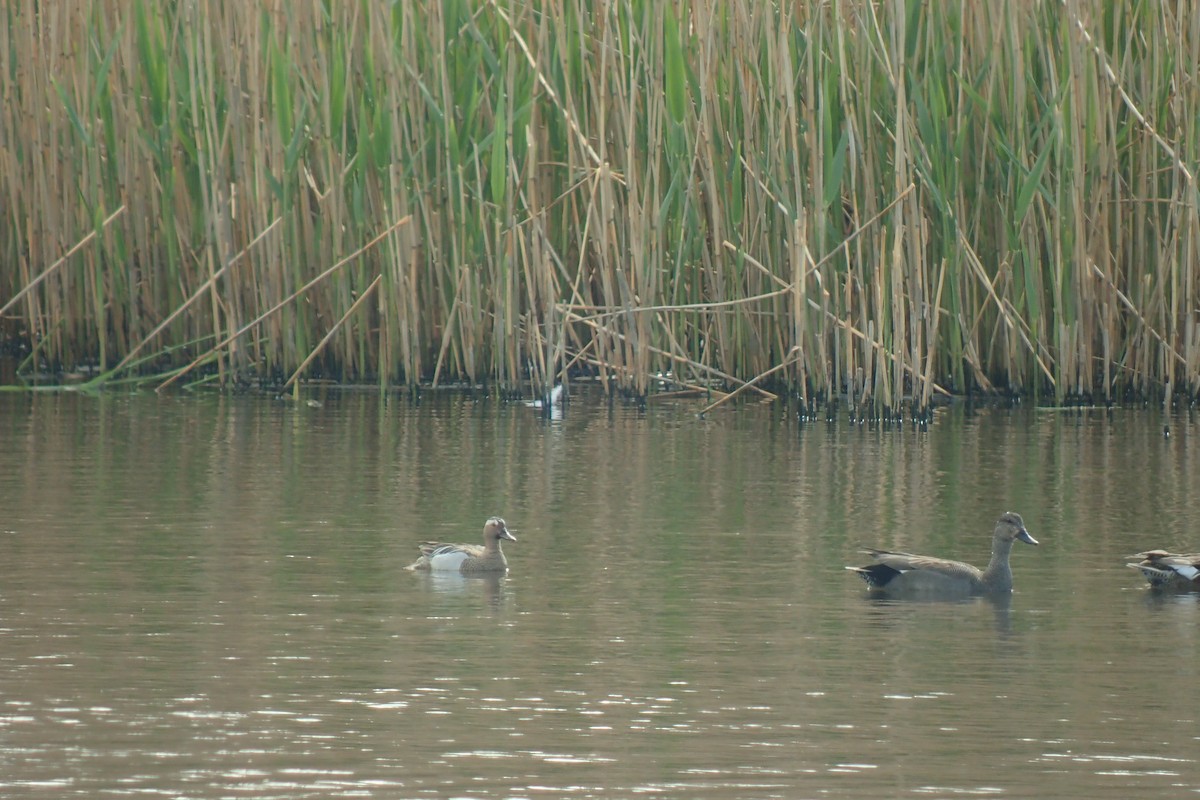 Garganey - Philip Steinhoff