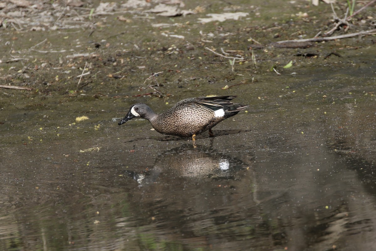Blue-winged Teal - ML338984921