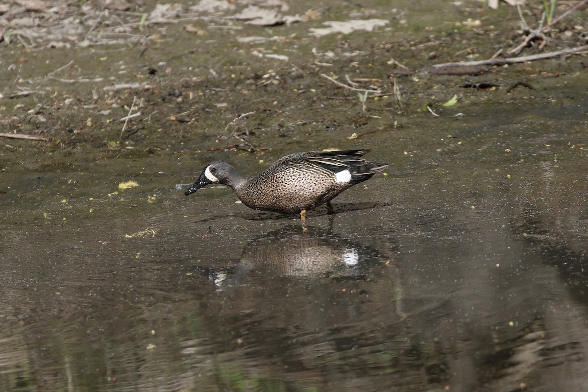 Blue-winged Teal - Gord Watts