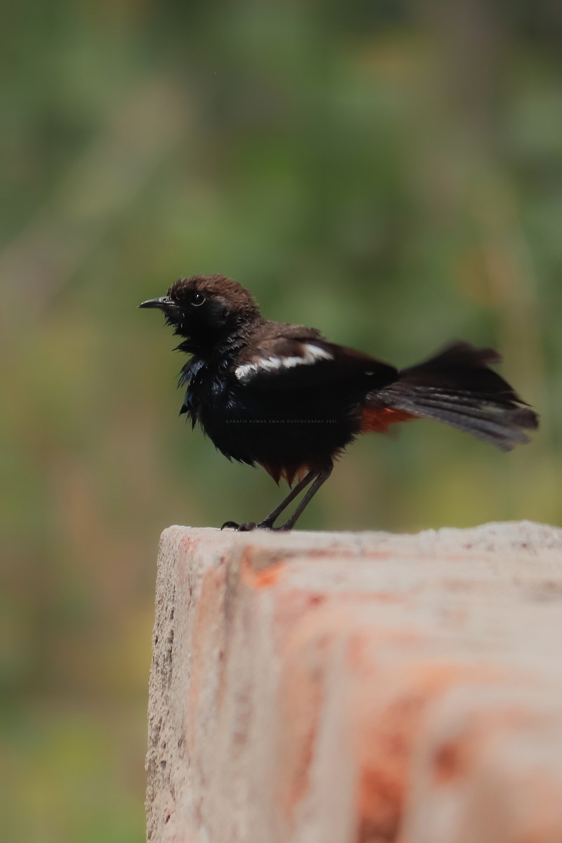 Indian Robin - ML338984931