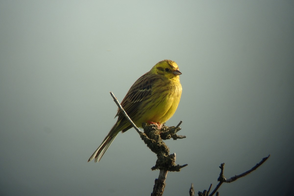 Yellowhammer - Philip Steinhoff