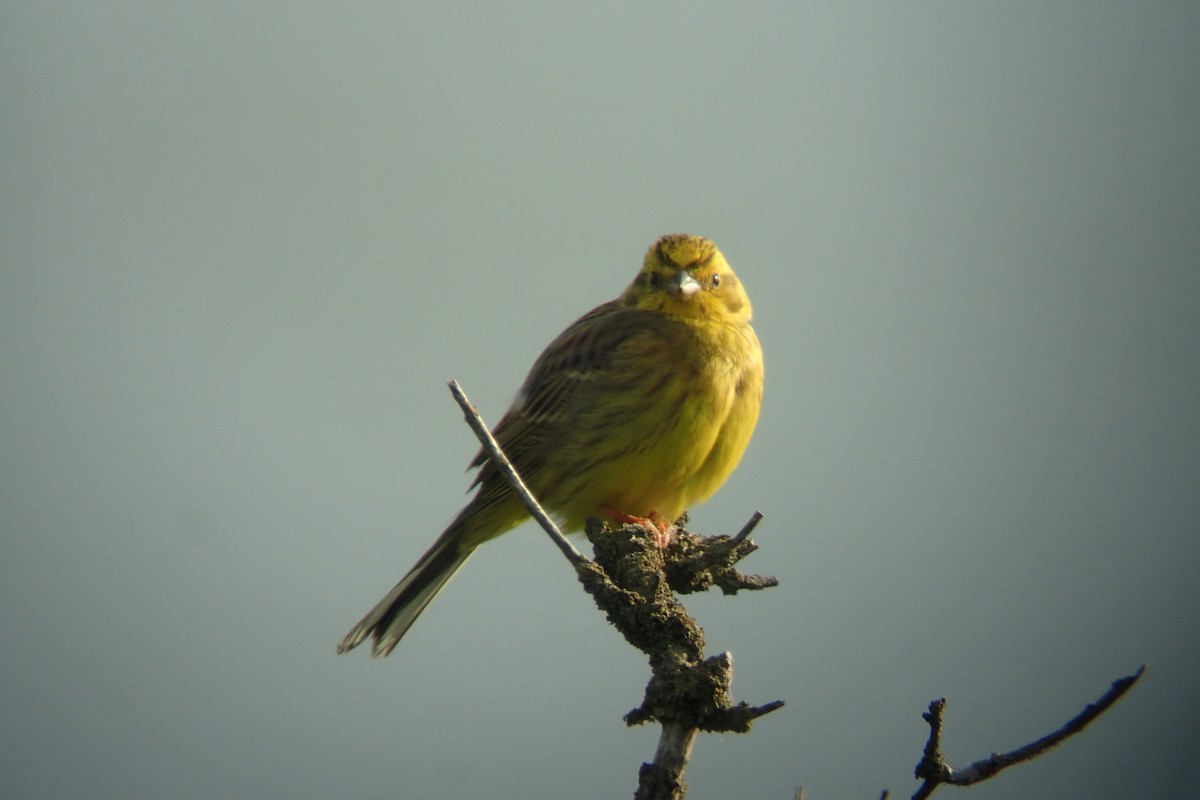 Yellowhammer - ML338985511