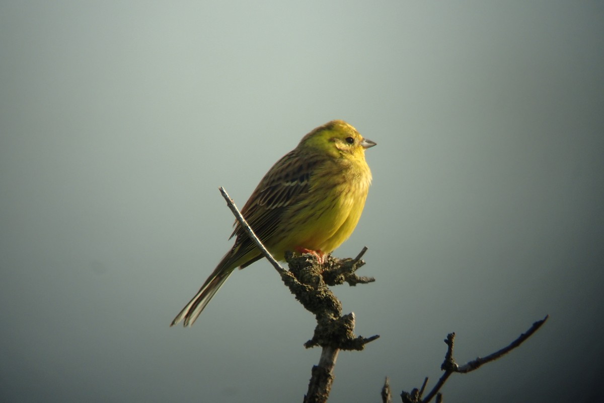 Yellowhammer - ML338985581