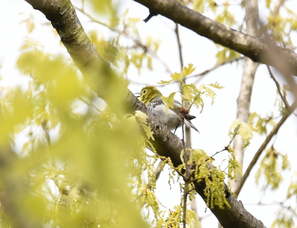 Yellow-throated Vireo - ML338986531