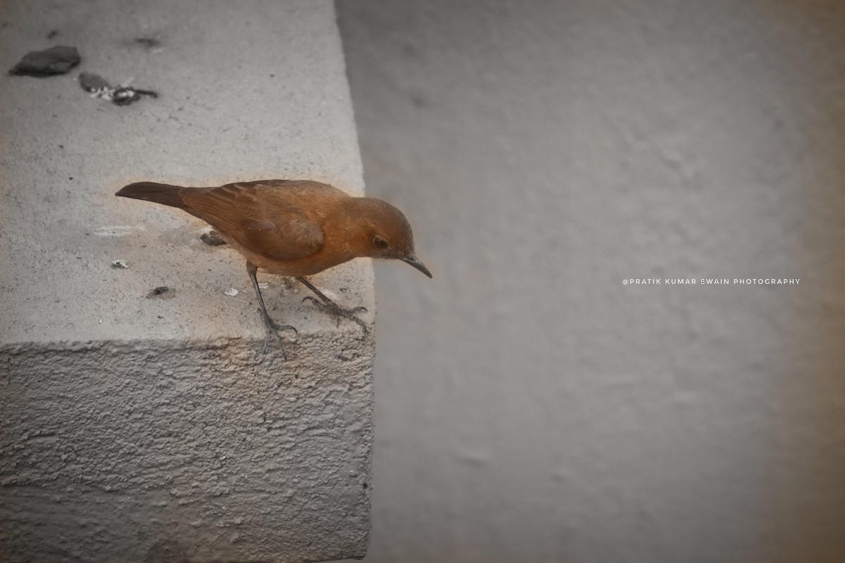 Brown Rock Chat - ML338987221