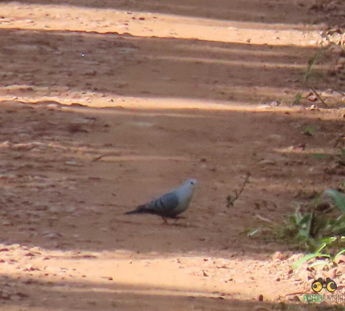Blue Ground Dove - Fernando Pocho Cabral / Birding Iguazu