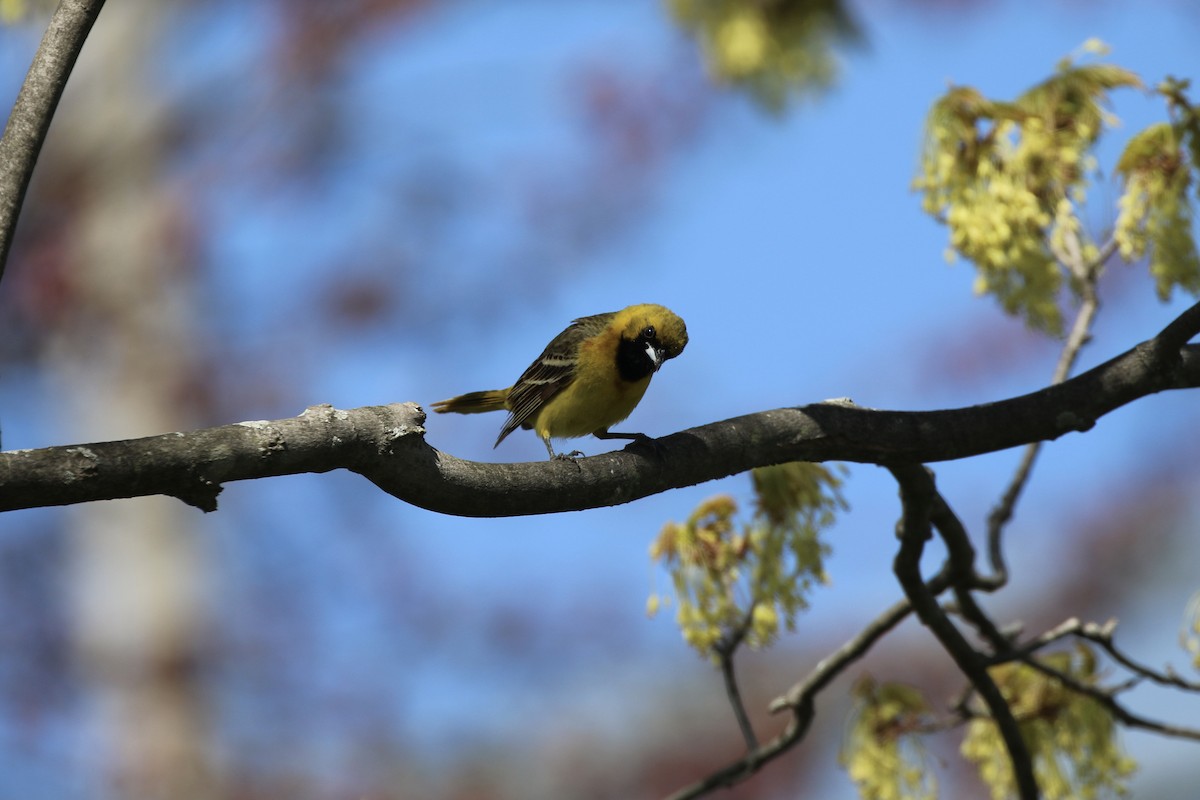 Orchard Oriole - ML338988121