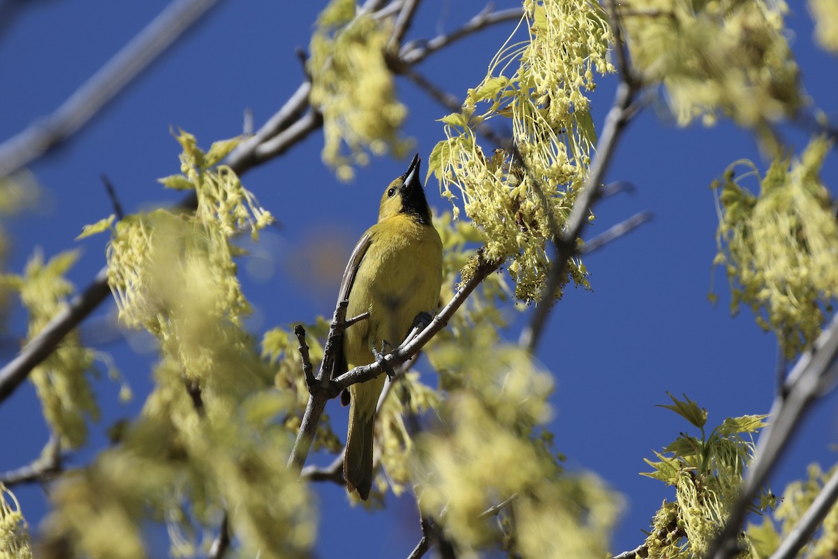 Orchard Oriole - ML338988221