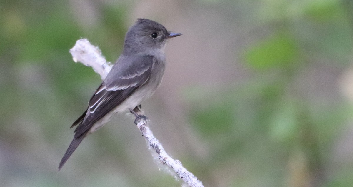 Western Wood-Pewee - ML338988391