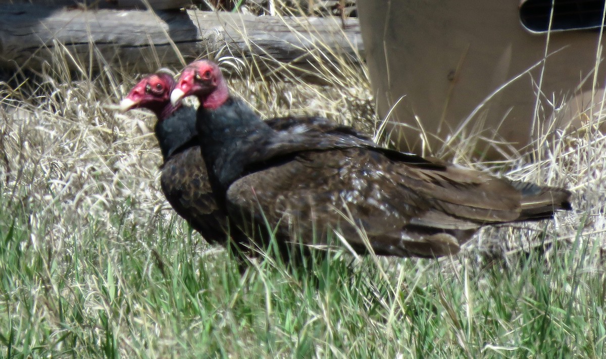 Turkey Vulture - ML338992021