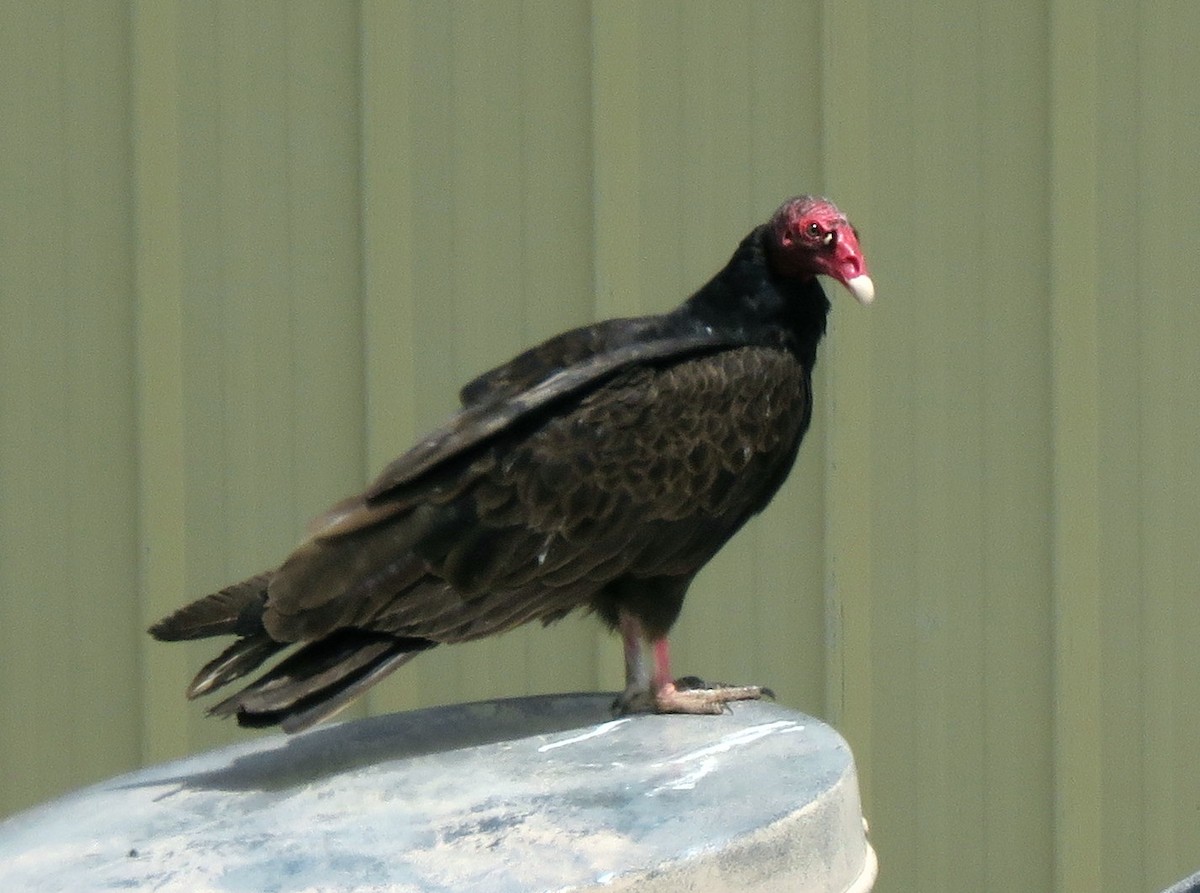 Turkey Vulture - ML338992221