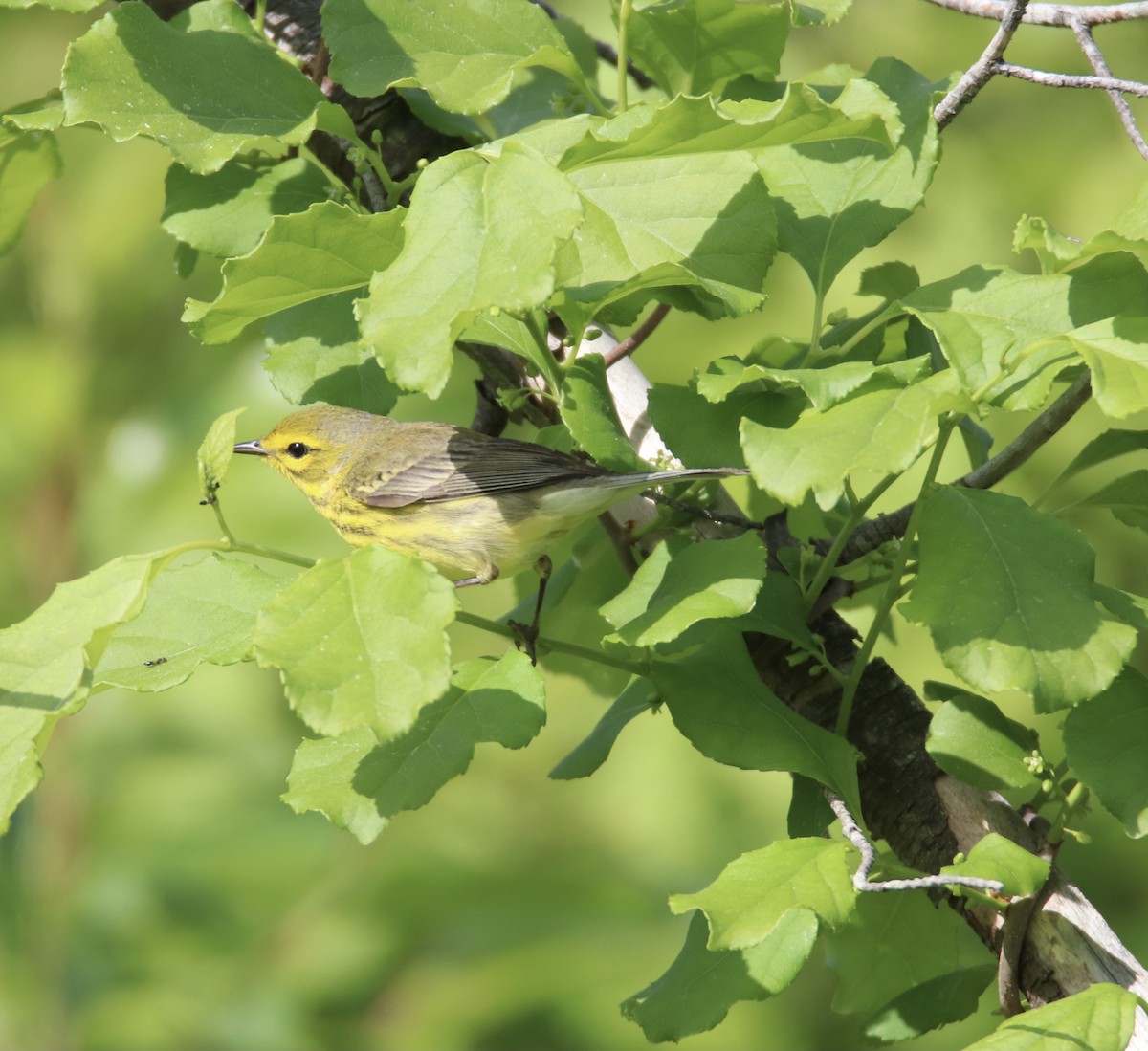 Prairie Warbler - ML338992331