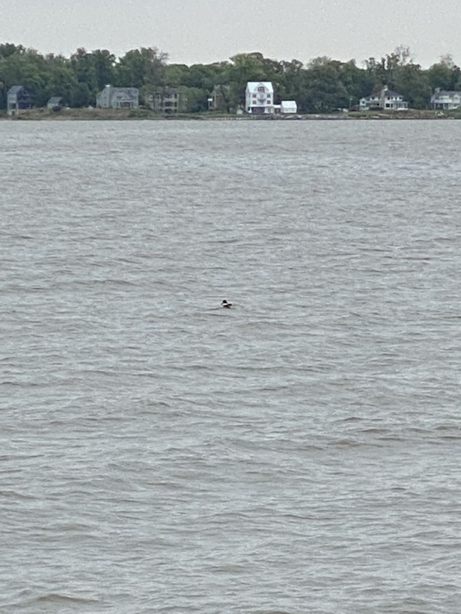 Common Goldeneye - ML338992421