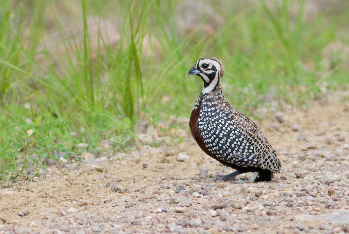 Montezuma Quail - ML33899291