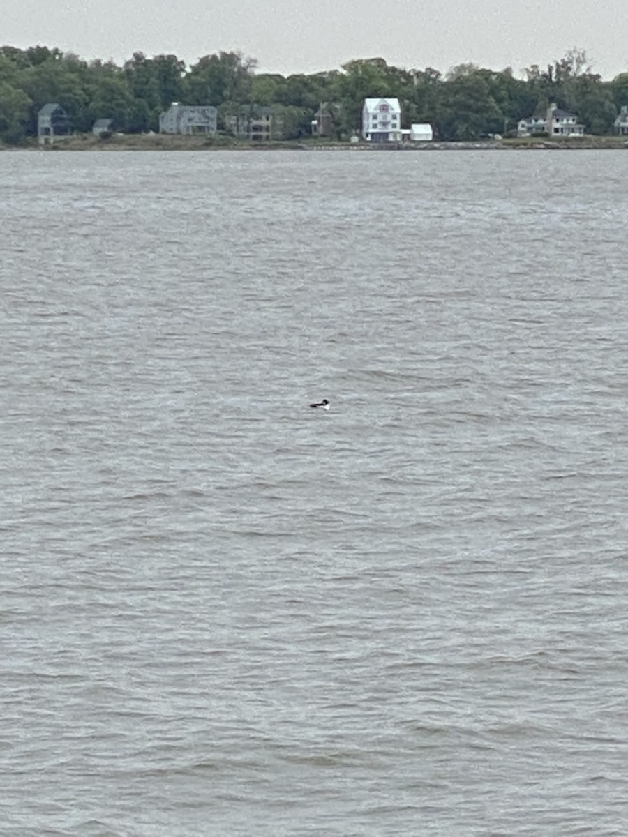Common Goldeneye - ML338993171