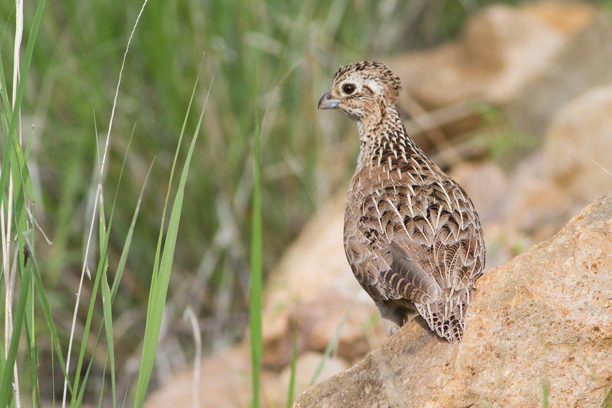 Montezuma Quail - Lucas Bobay