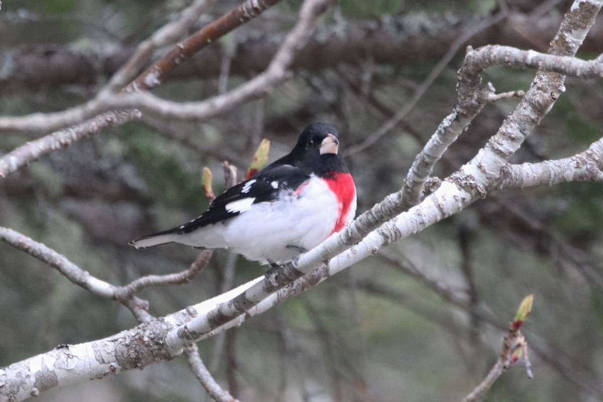 Rose-breasted Grosbeak - ML338996031