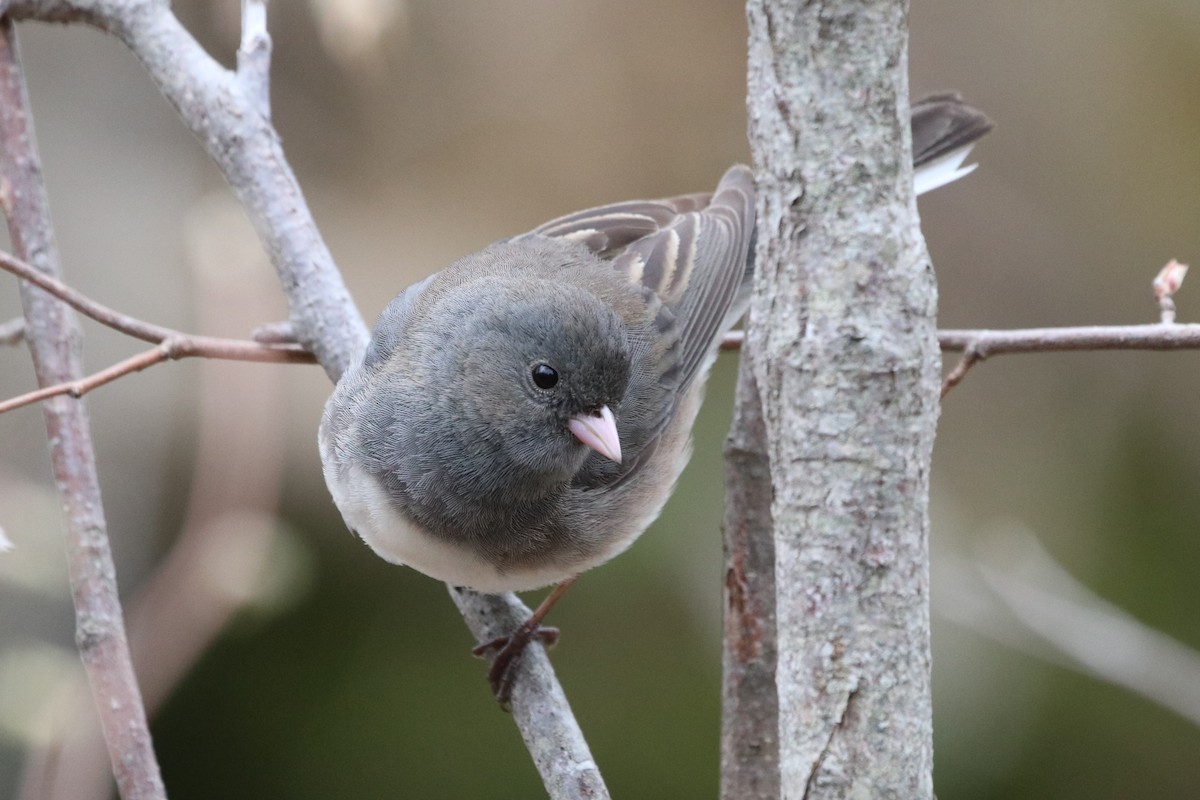 Dark-eyed Junco - ML338996661