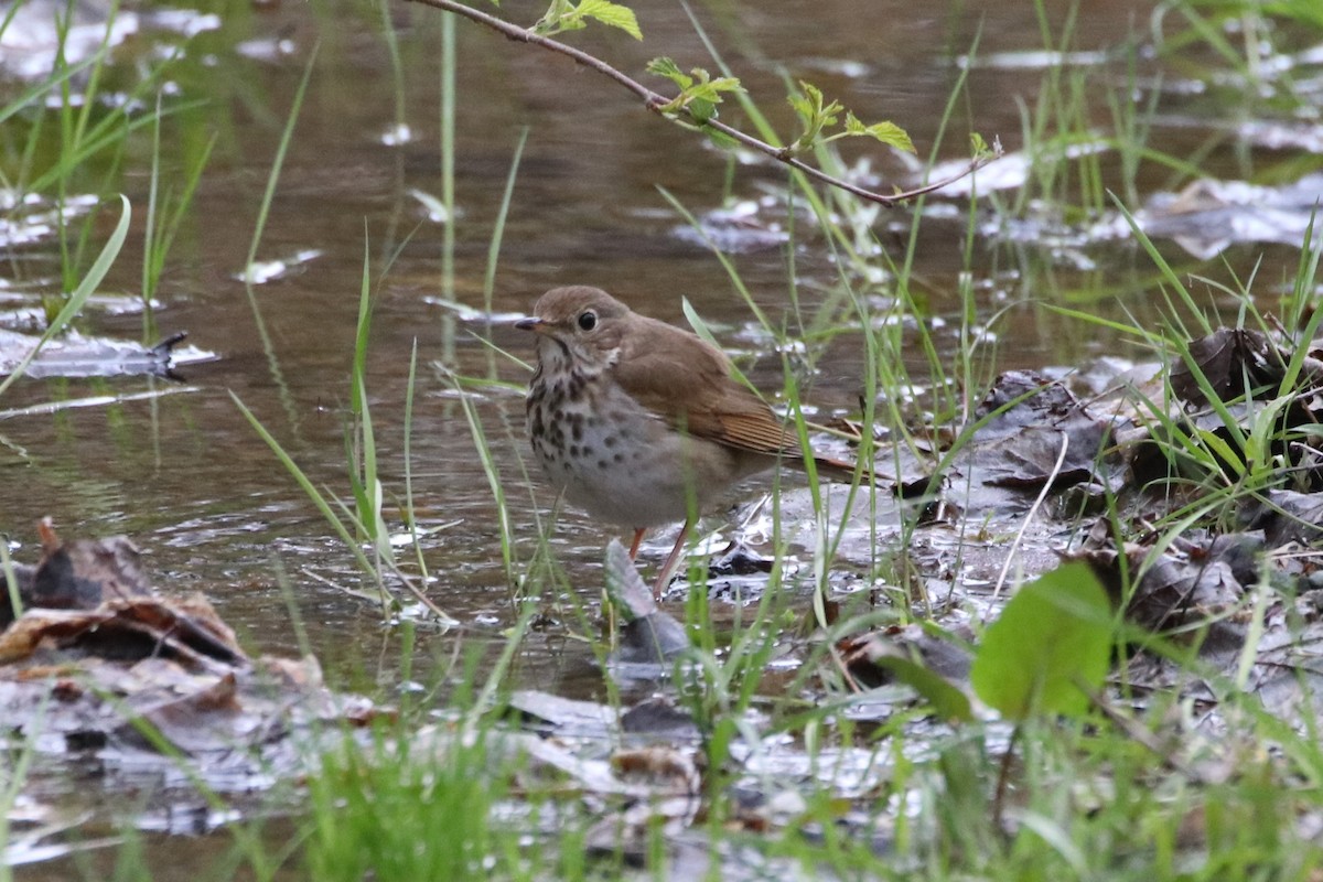 Hermit Thrush - ML338996861