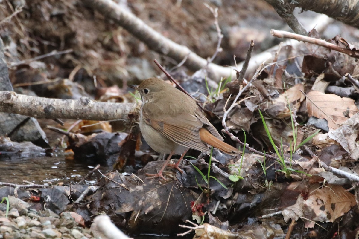 Hermit Thrush - ML338996891