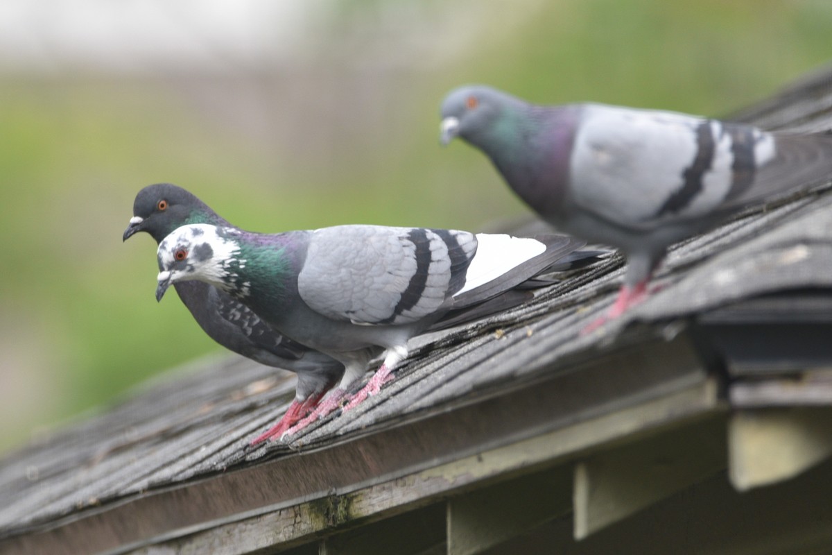 Хөхвөр тагтаа (суурин газрын) - ML338999961