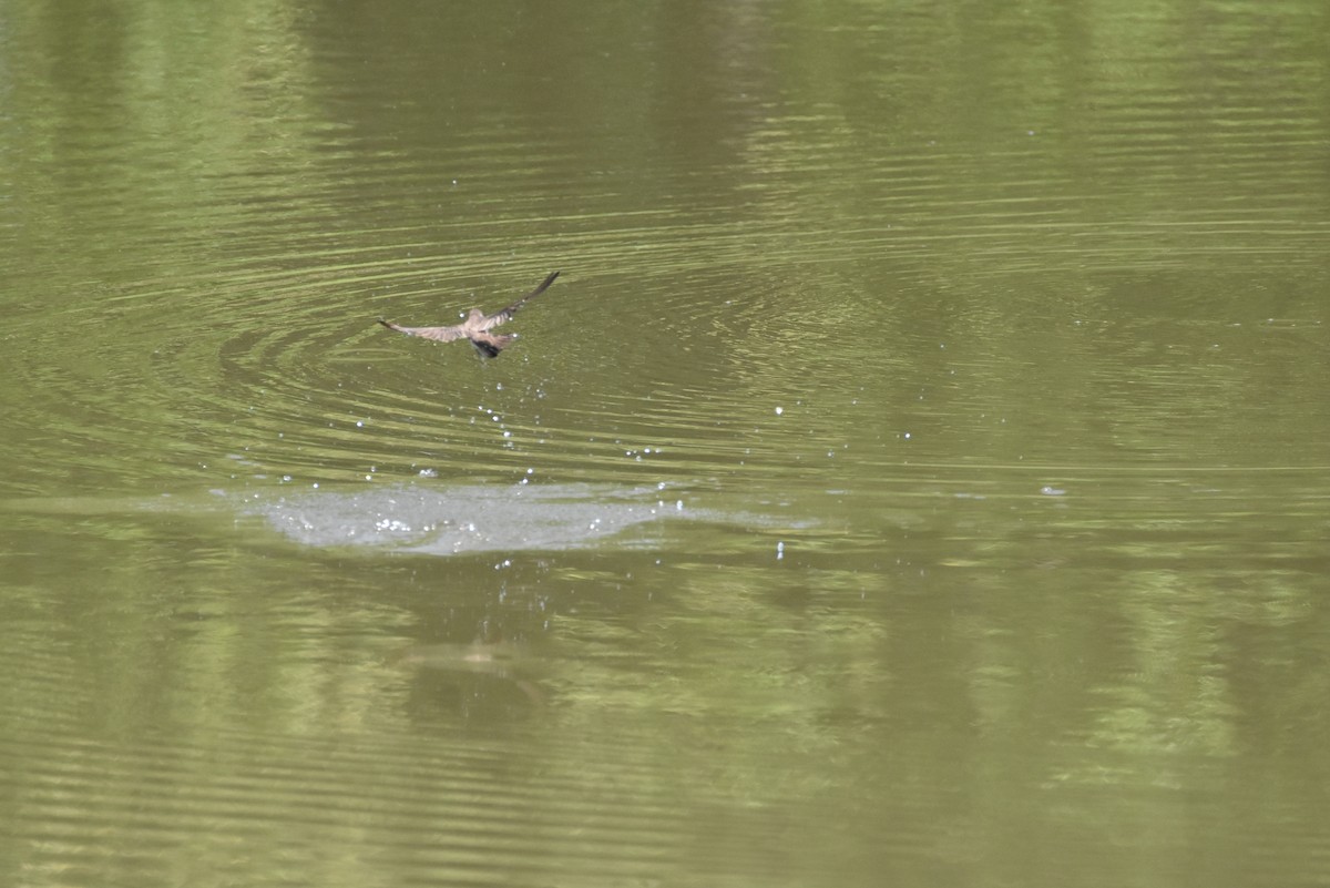 Northern Rough-winged Swallow - Mandrake Sumners