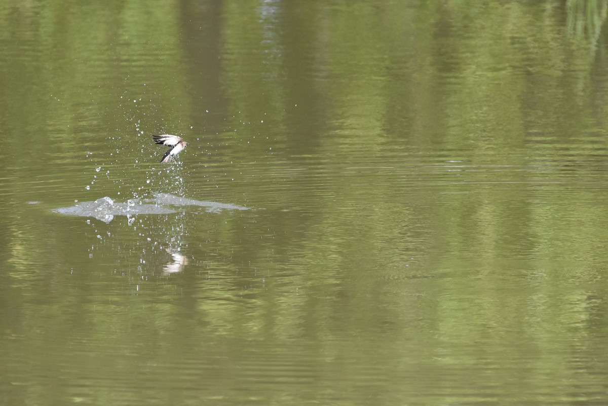 Northern Rough-winged Swallow - ML339001771