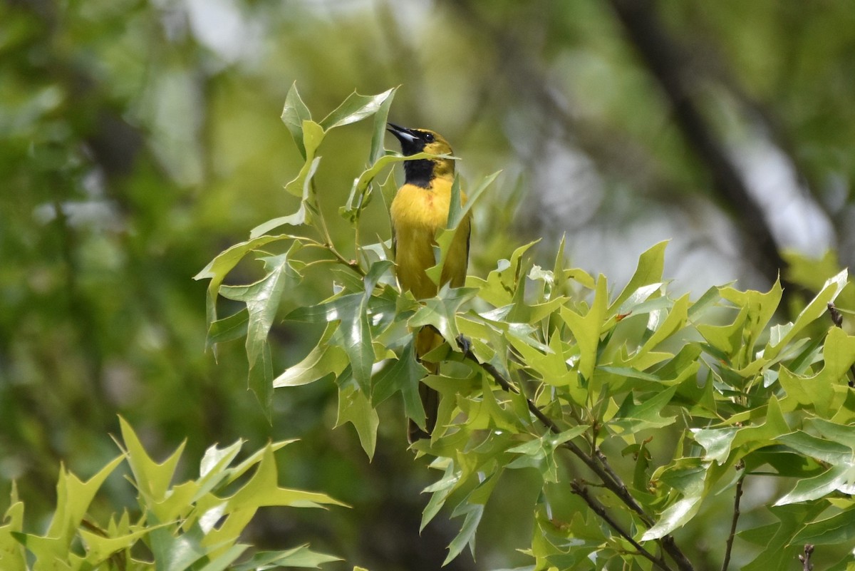 Orchard Oriole - Mandrake Sumners