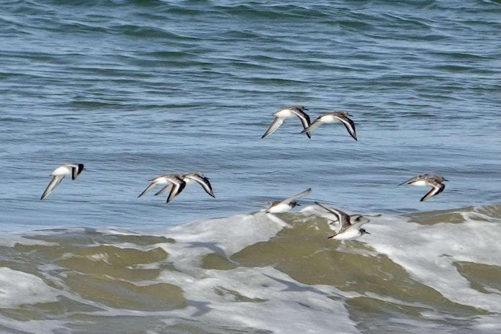 Sanderling - Daniel Winzeler