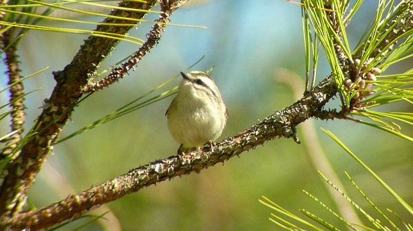 Golden-crowned Kinglet - ML33900311