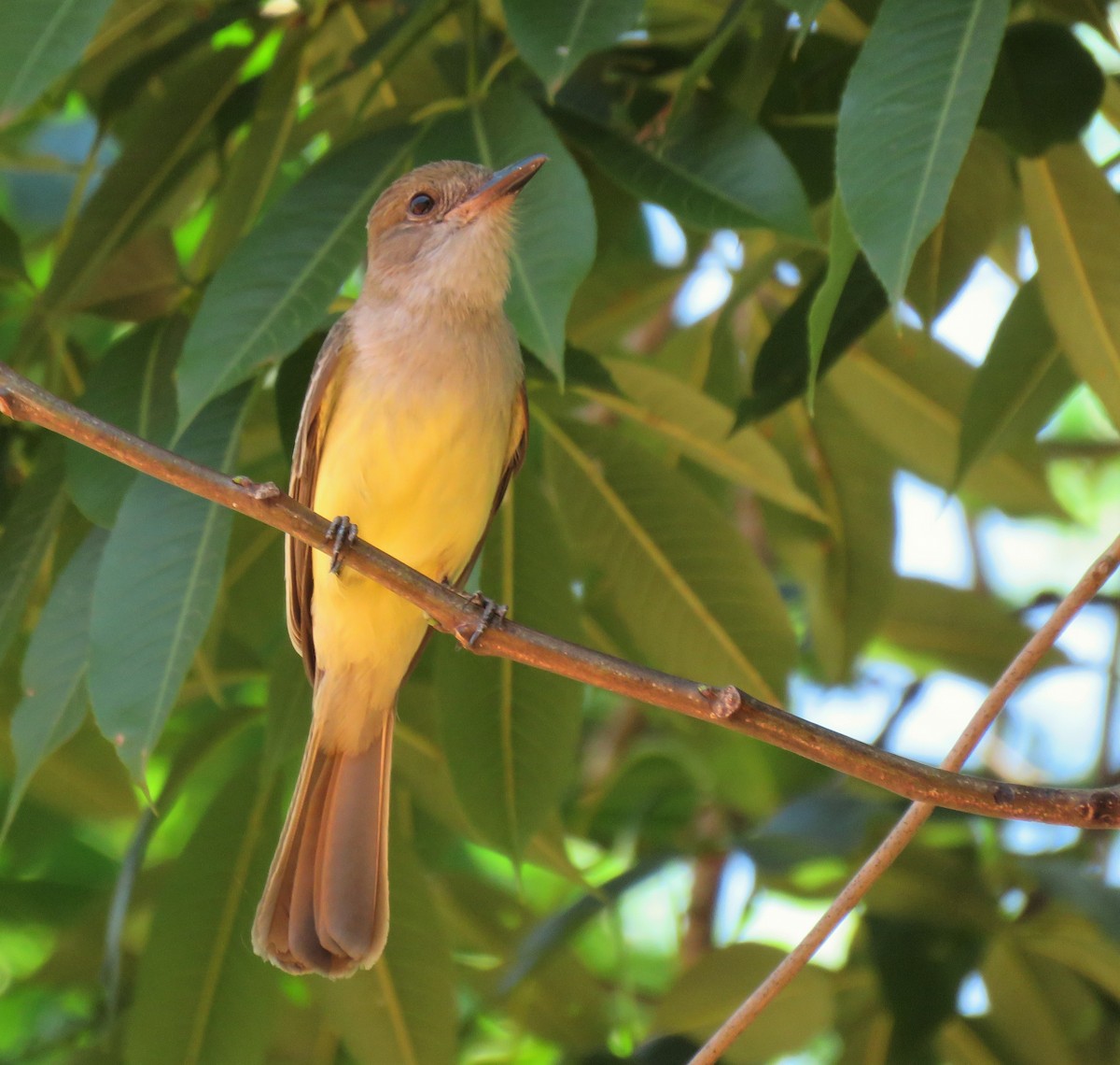 Short-crested Flycatcher - ML339003121