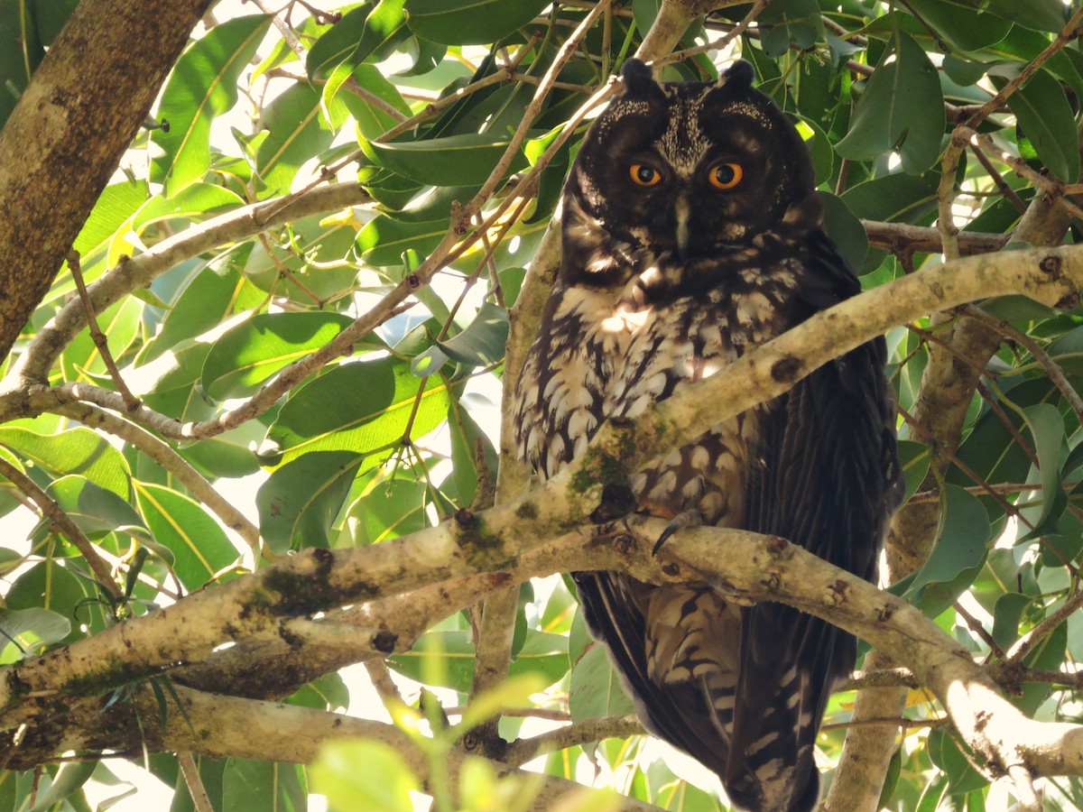 Stygian Owl - Fabio Barata