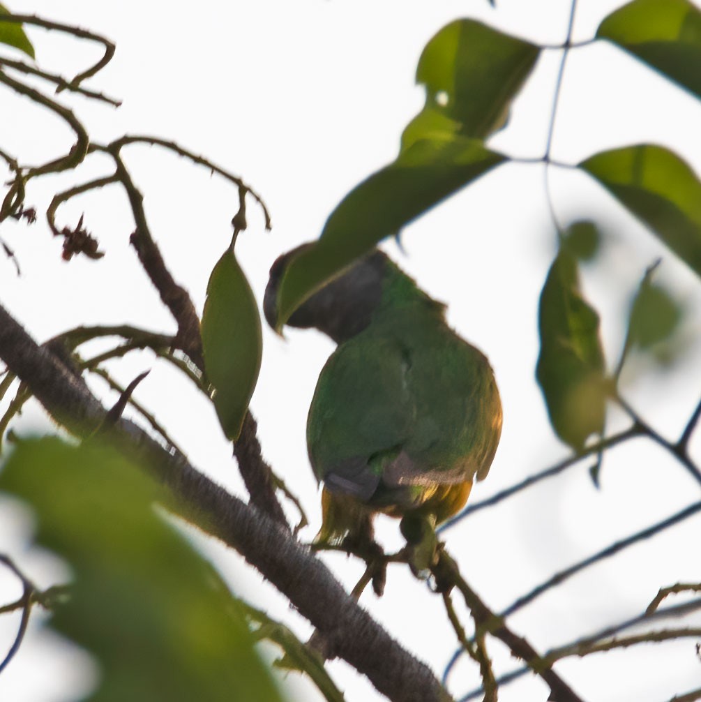 Senegal Parrot - ML339003791