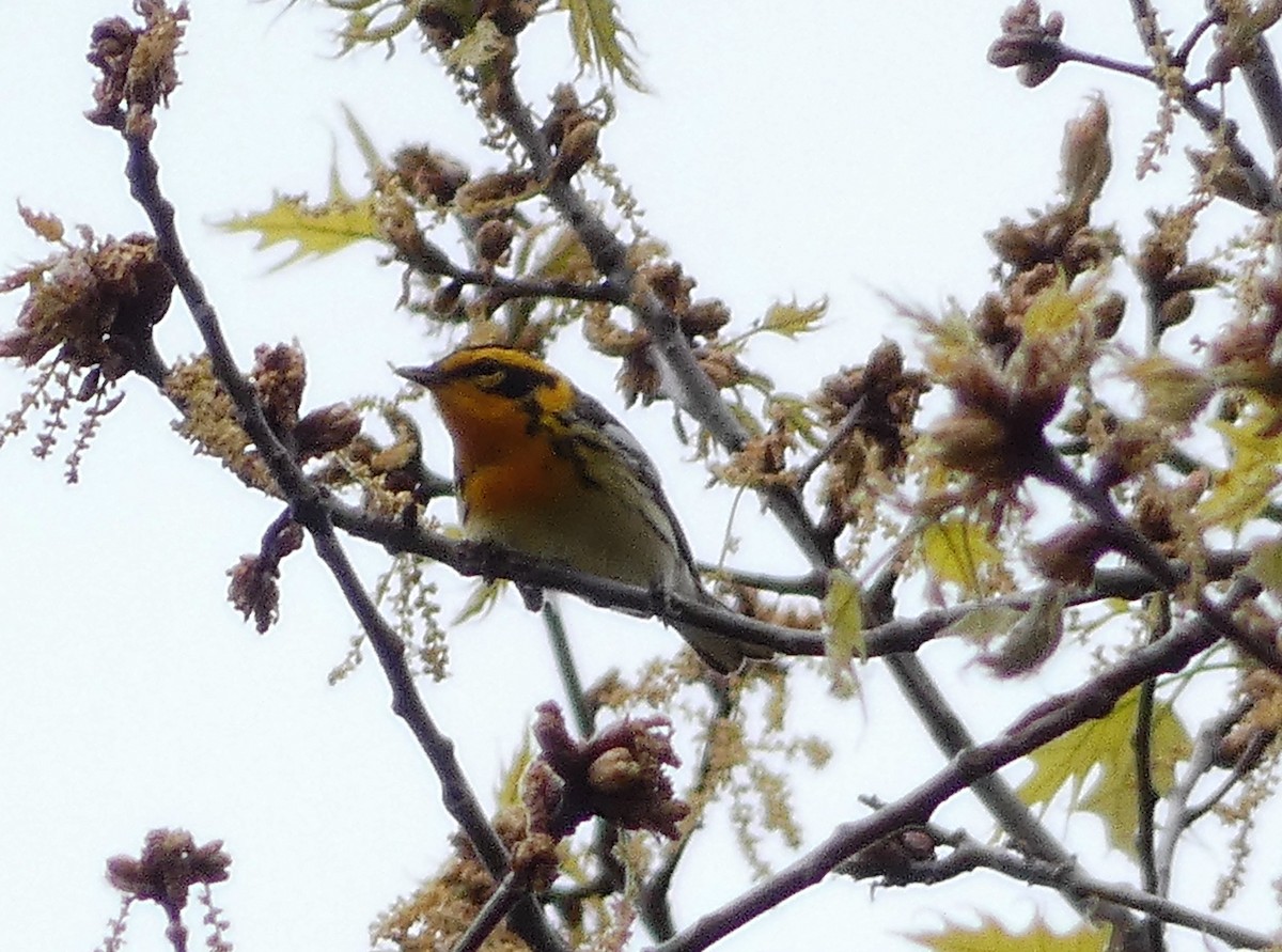 Blackburnian Warbler - ML339003821