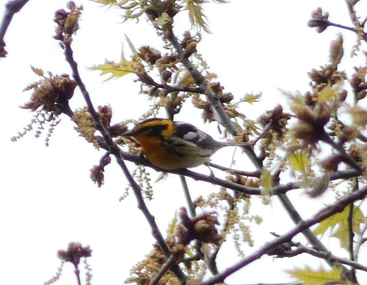 Blackburnian Warbler - ML339003851