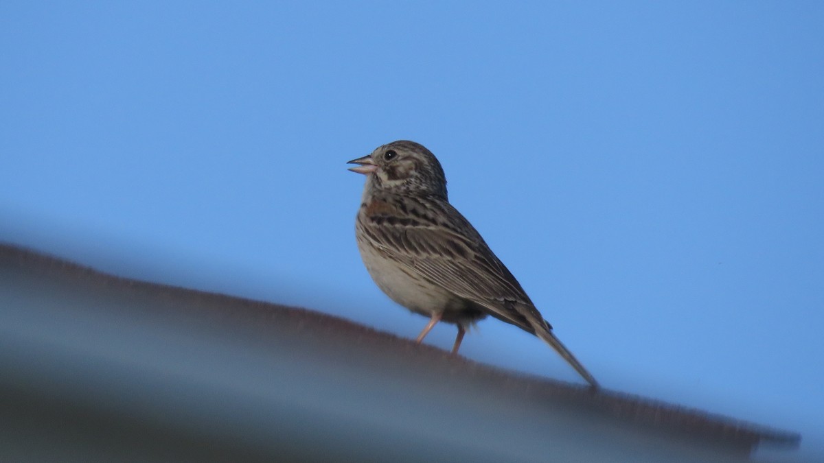 Vesper Sparrow - ML339004171