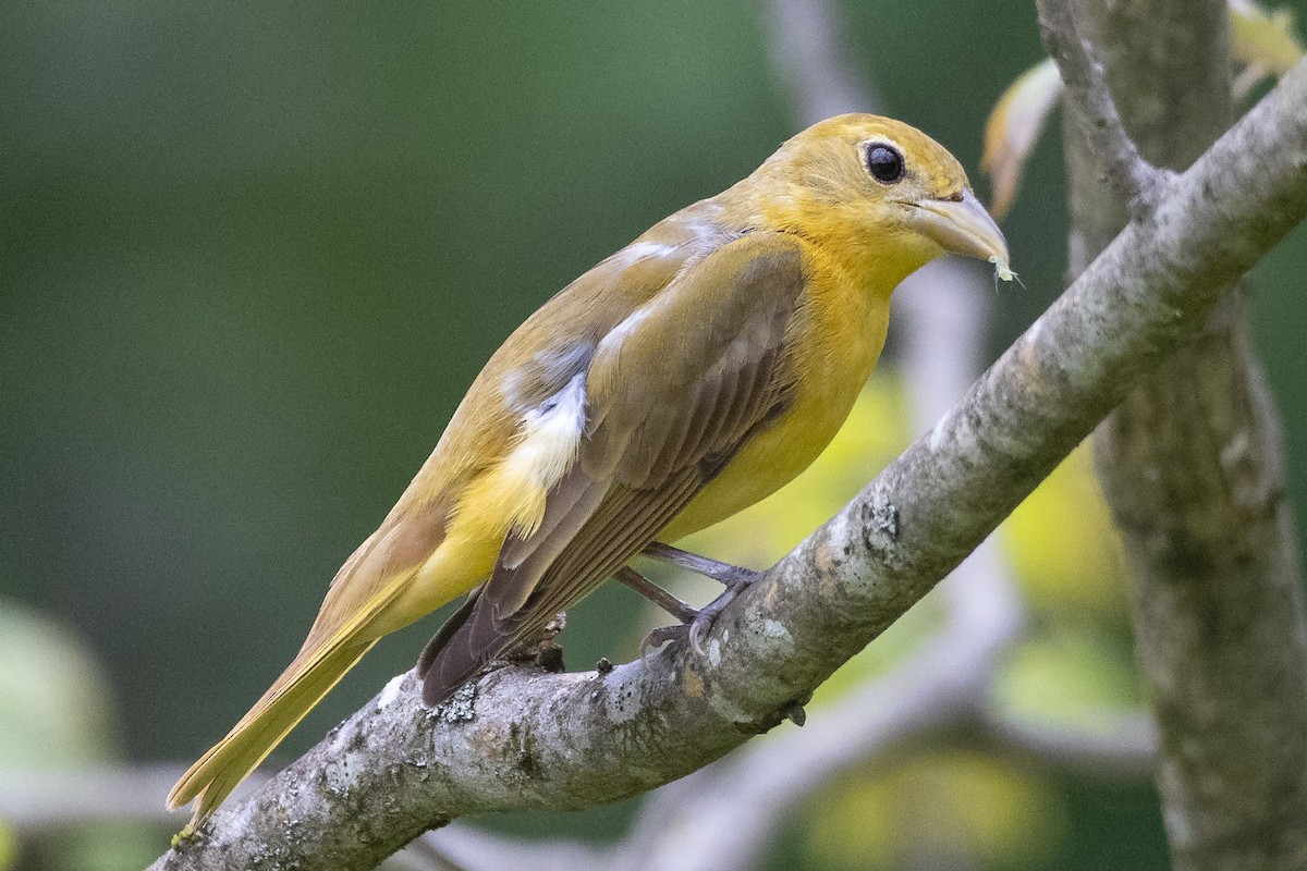 Summer Tanager - ML339004461