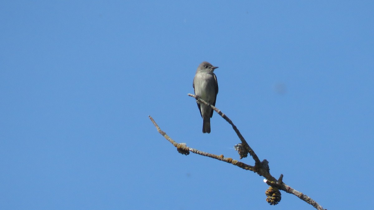 Western Wood-Pewee - ML339004761