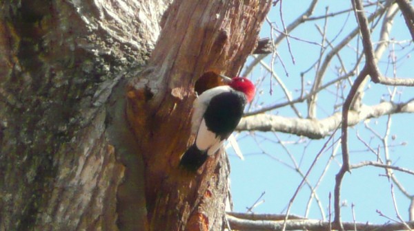 Red-headed Woodpecker - ML33900681