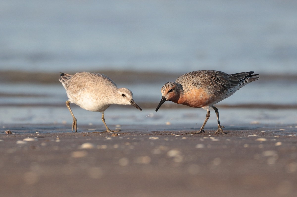 Red Knot - Marco Fidalgo