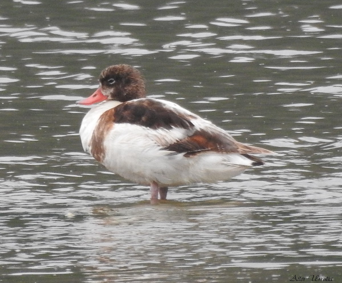 Common Shelduck - Aitor Urrutia