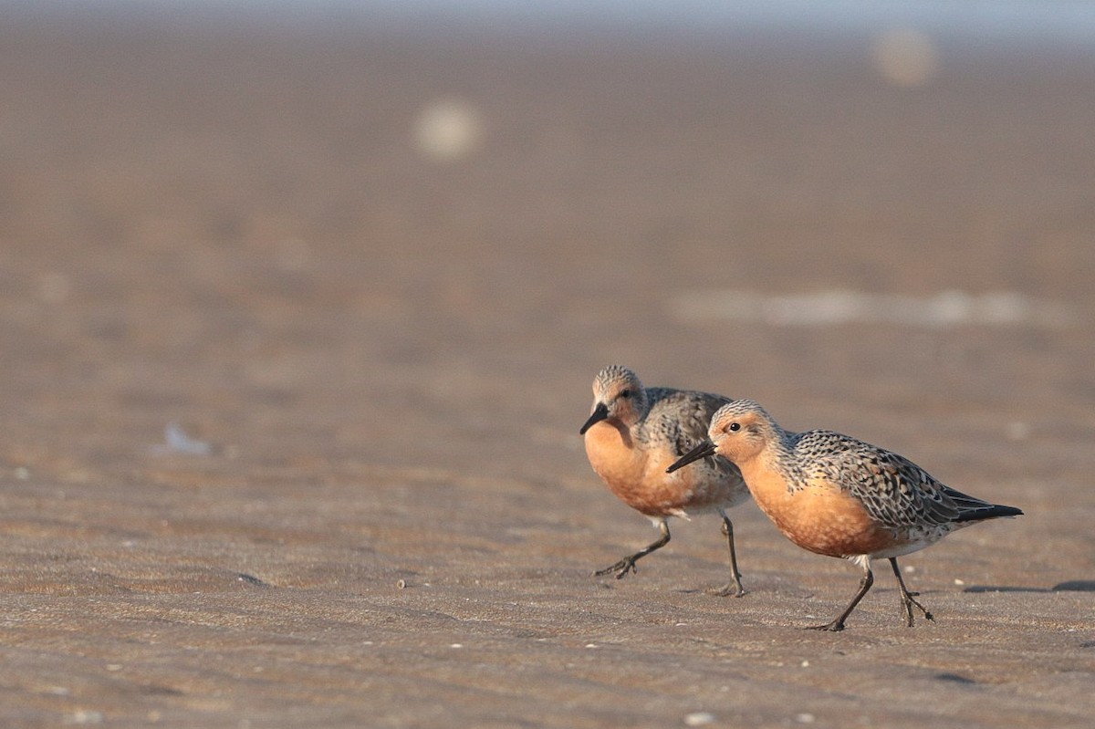 Red Knot - Marco Fidalgo