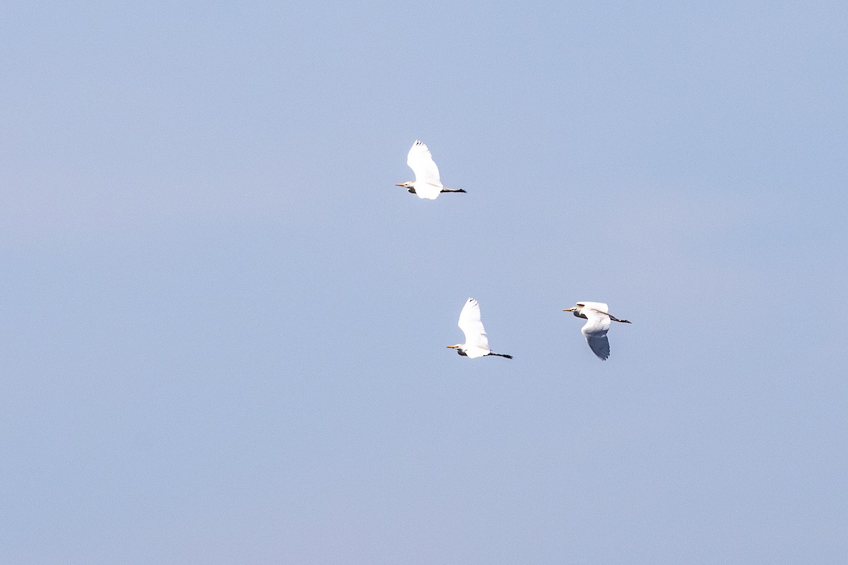 Western Cattle Egret - ML339012021