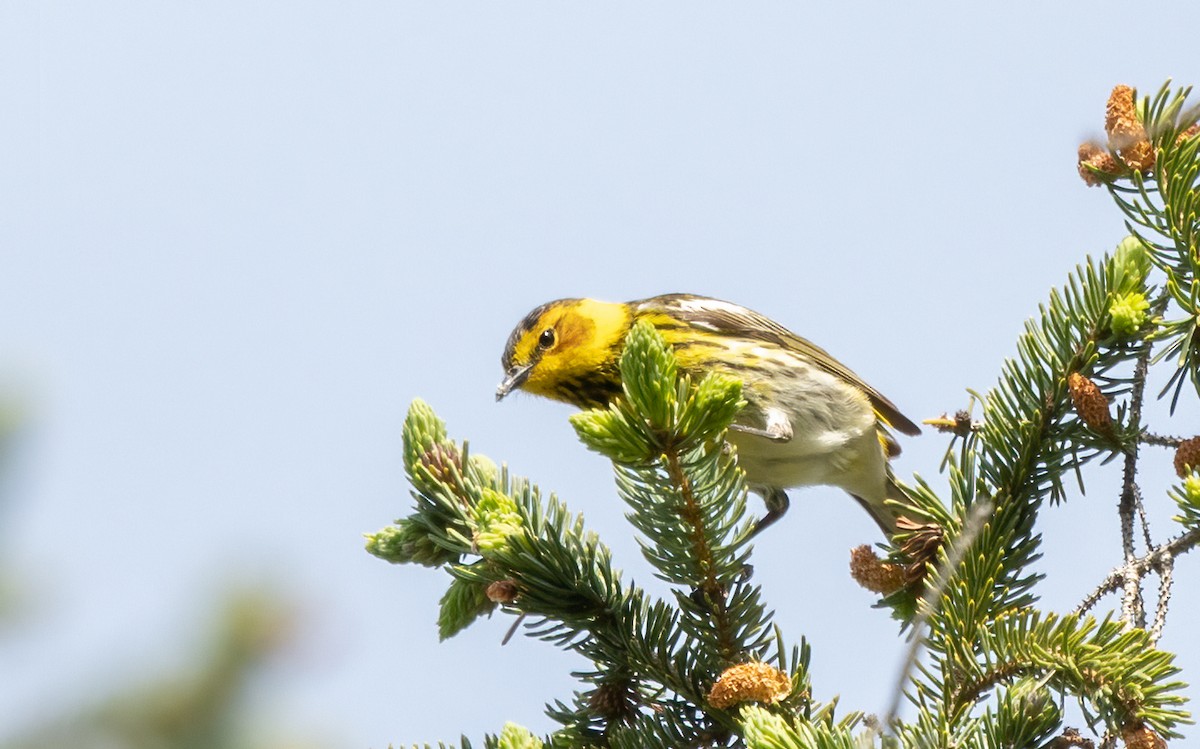 Cape May Warbler - Kalpesh Krishna