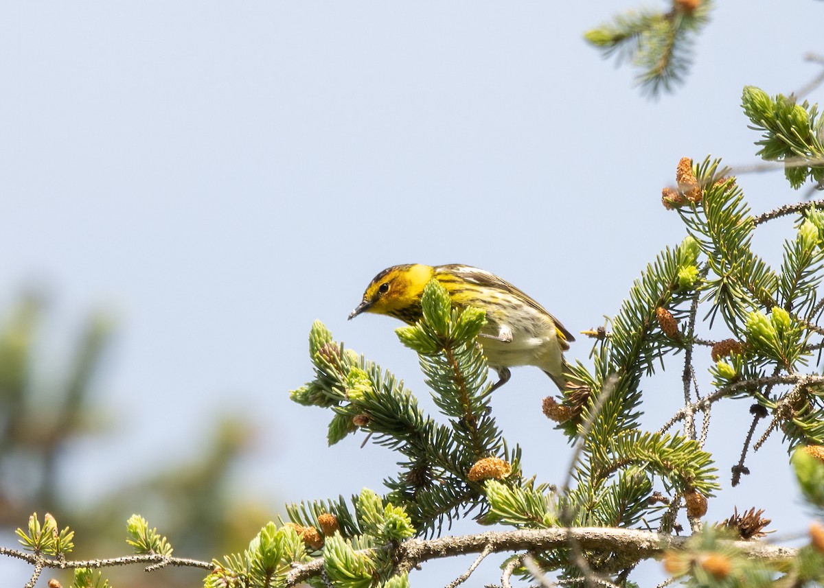 Cape May Warbler - Kalpesh Krishna