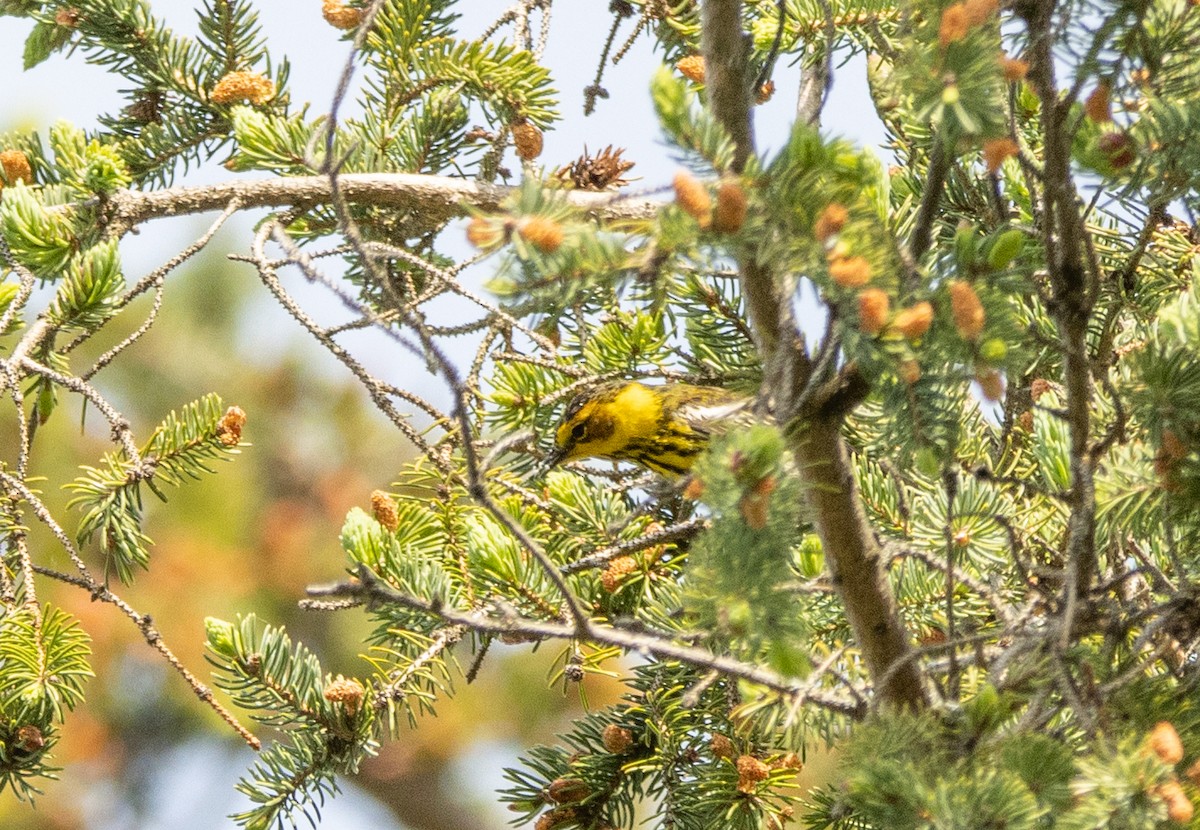 Cape May Warbler - Kalpesh Krishna